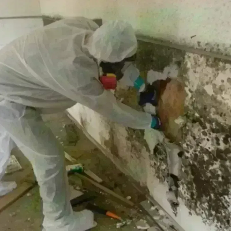 Mold Remediation and Removal in Cumberland Center, ME